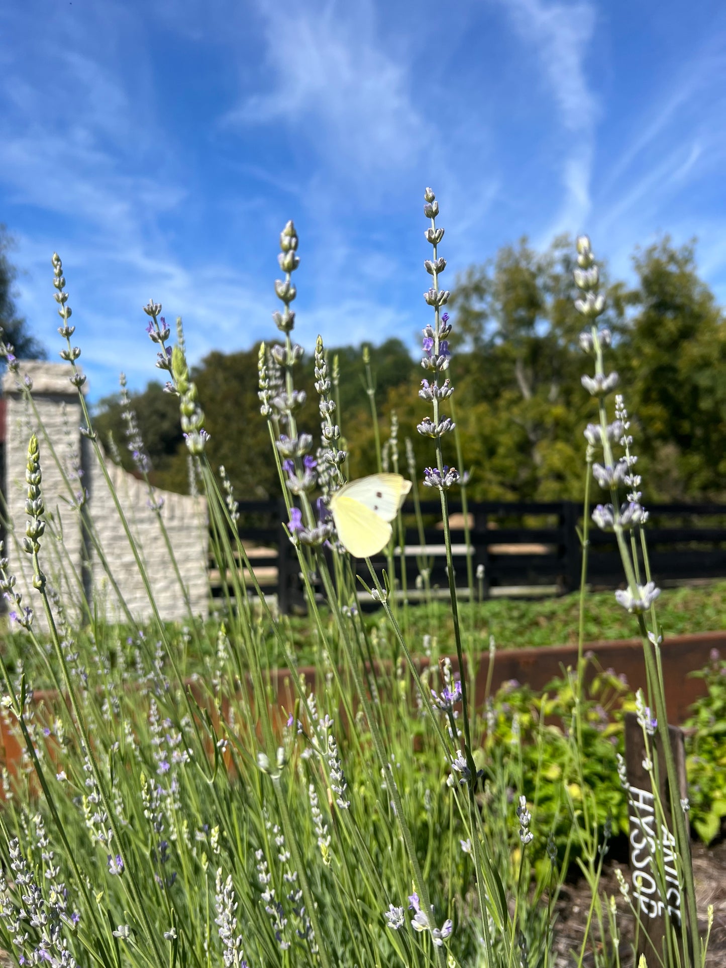 Custom Ring for George