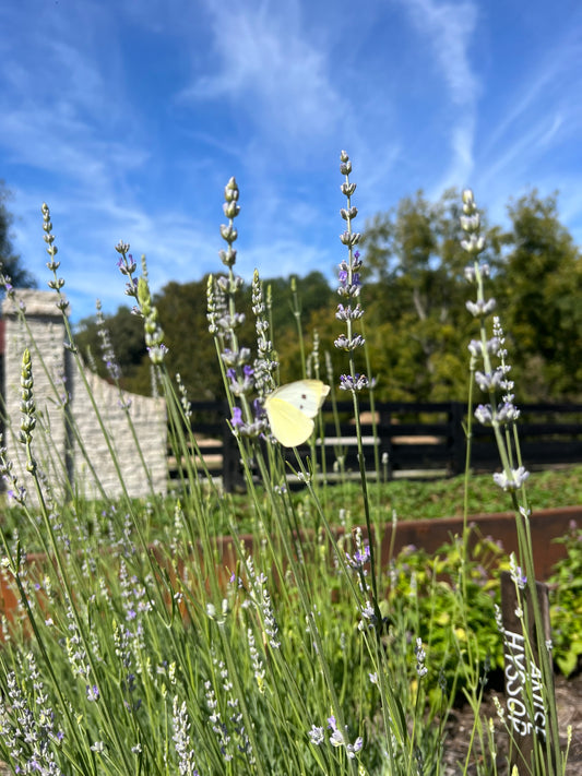 Custom Ring for George